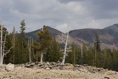 DSC_2979 (Large).JPG